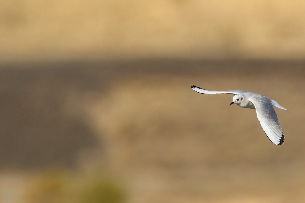 Bonaparte's Gull - ML645243304