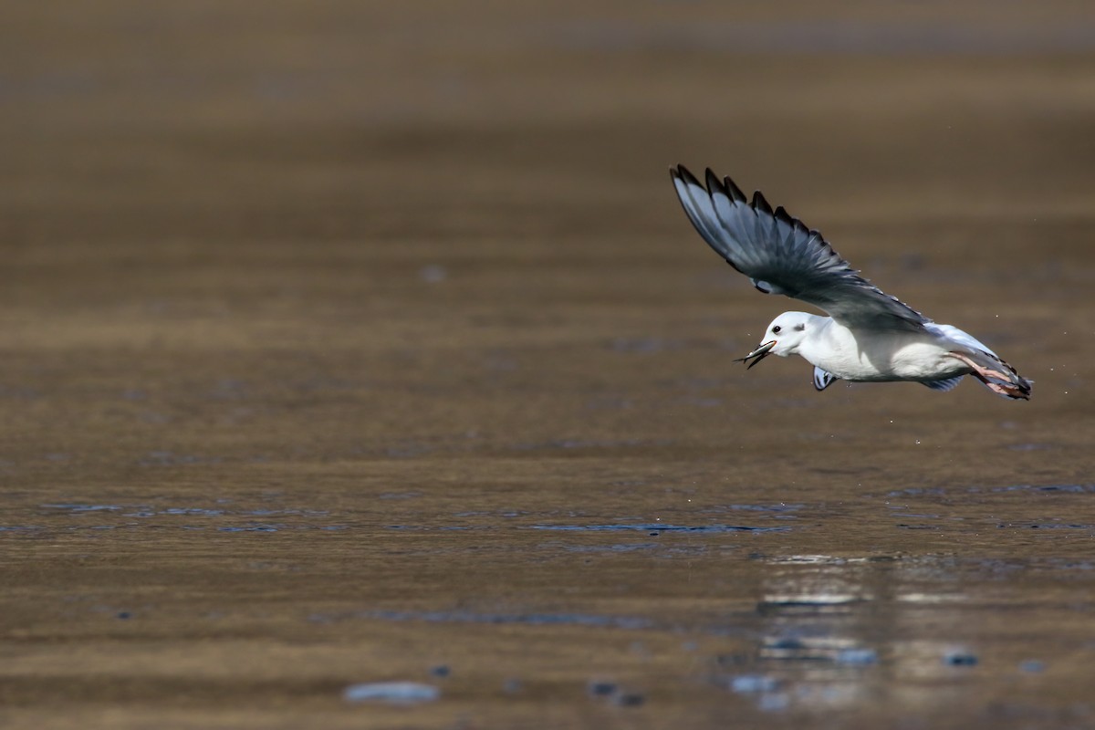 Bonaparte's Gull - ML645243305