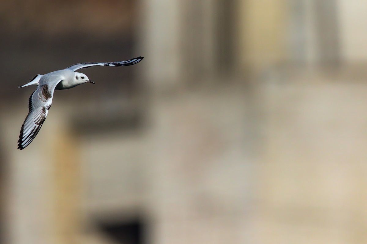 Bonaparte's Gull - ML645243306