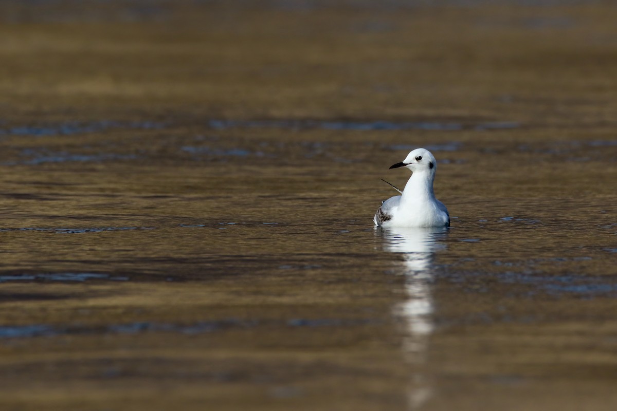 Bonaparte's Gull - ML645243307