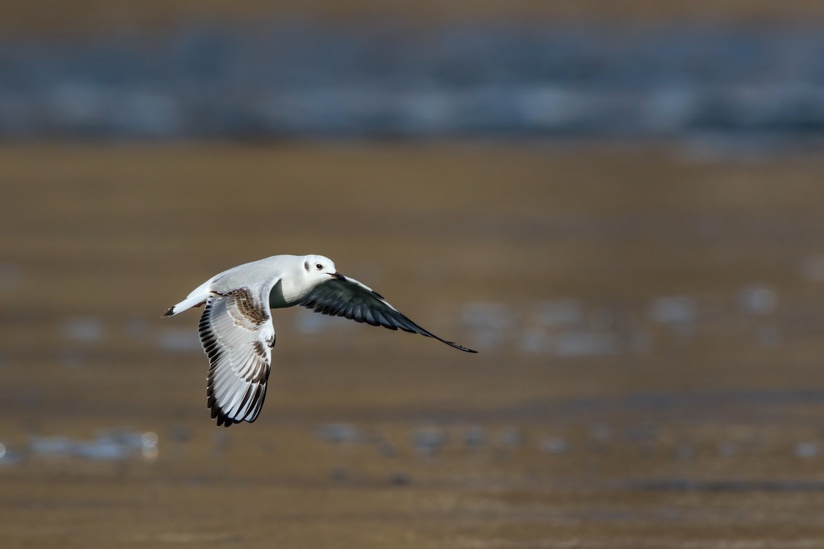 Bonaparte's Gull - ML645243308