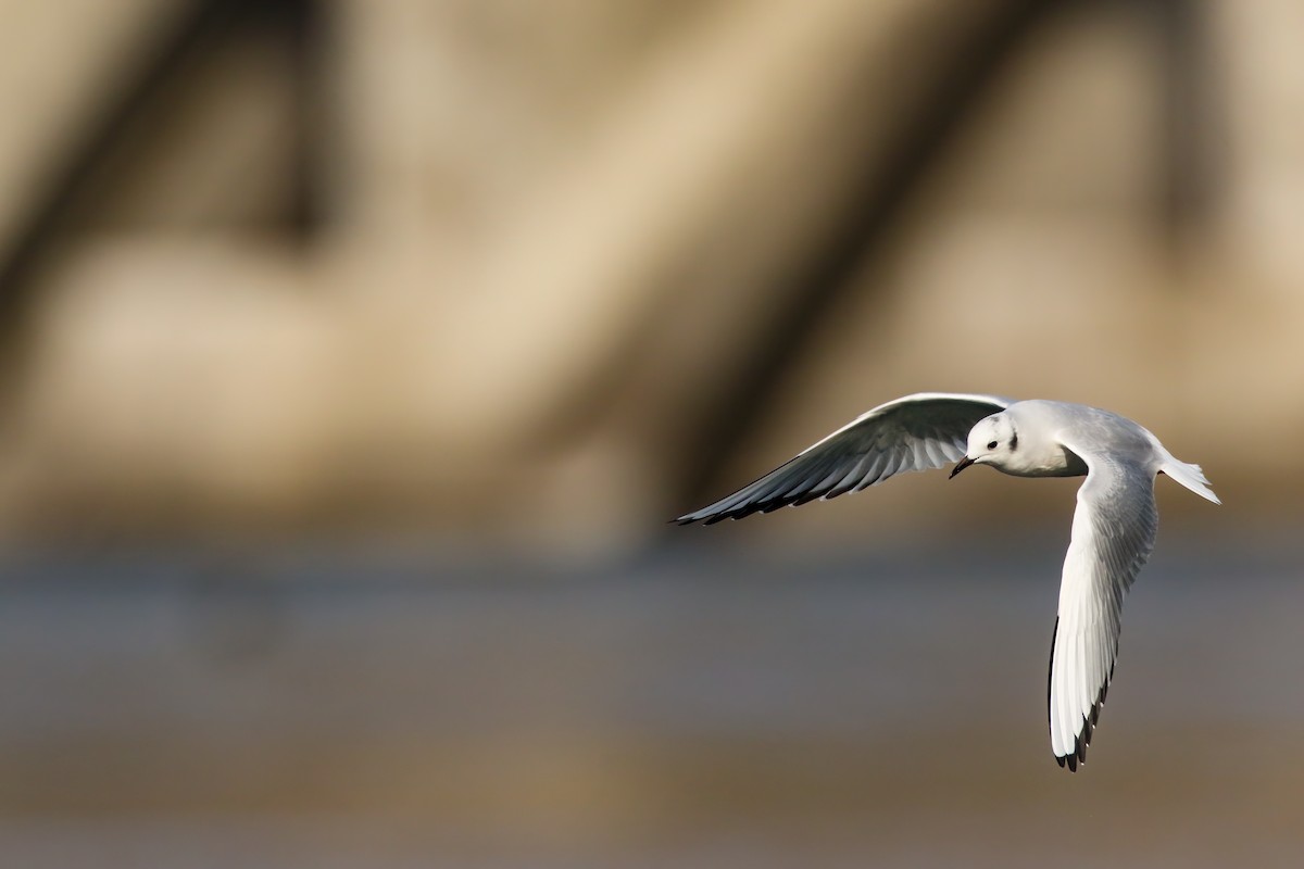 Bonaparte's Gull - ML645243309