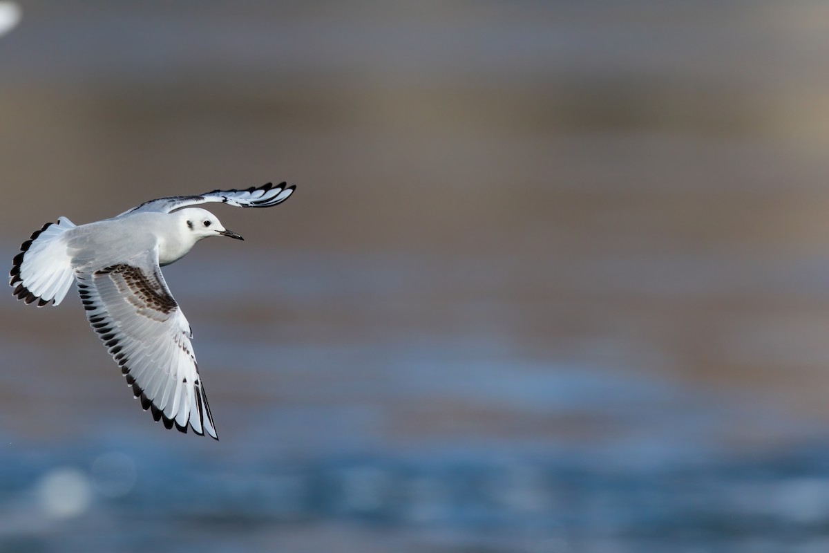 Bonaparte's Gull - ML645243310