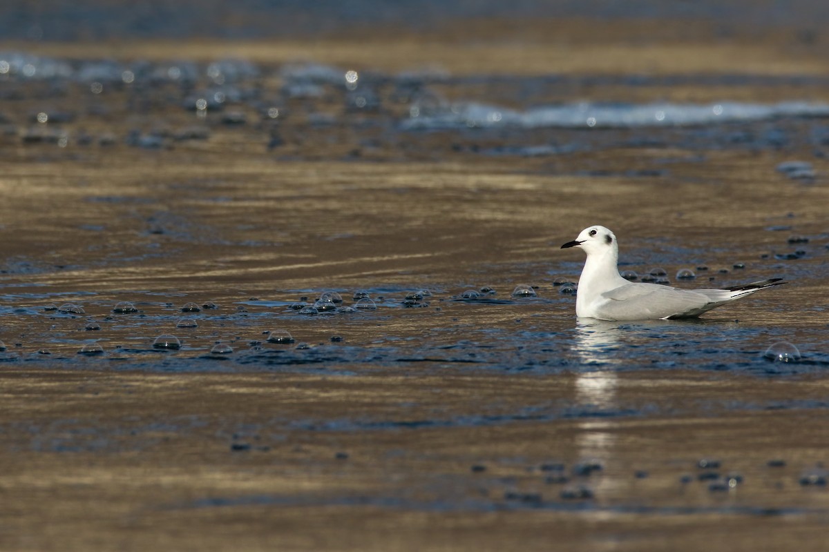 Bonaparte's Gull - ML645243311