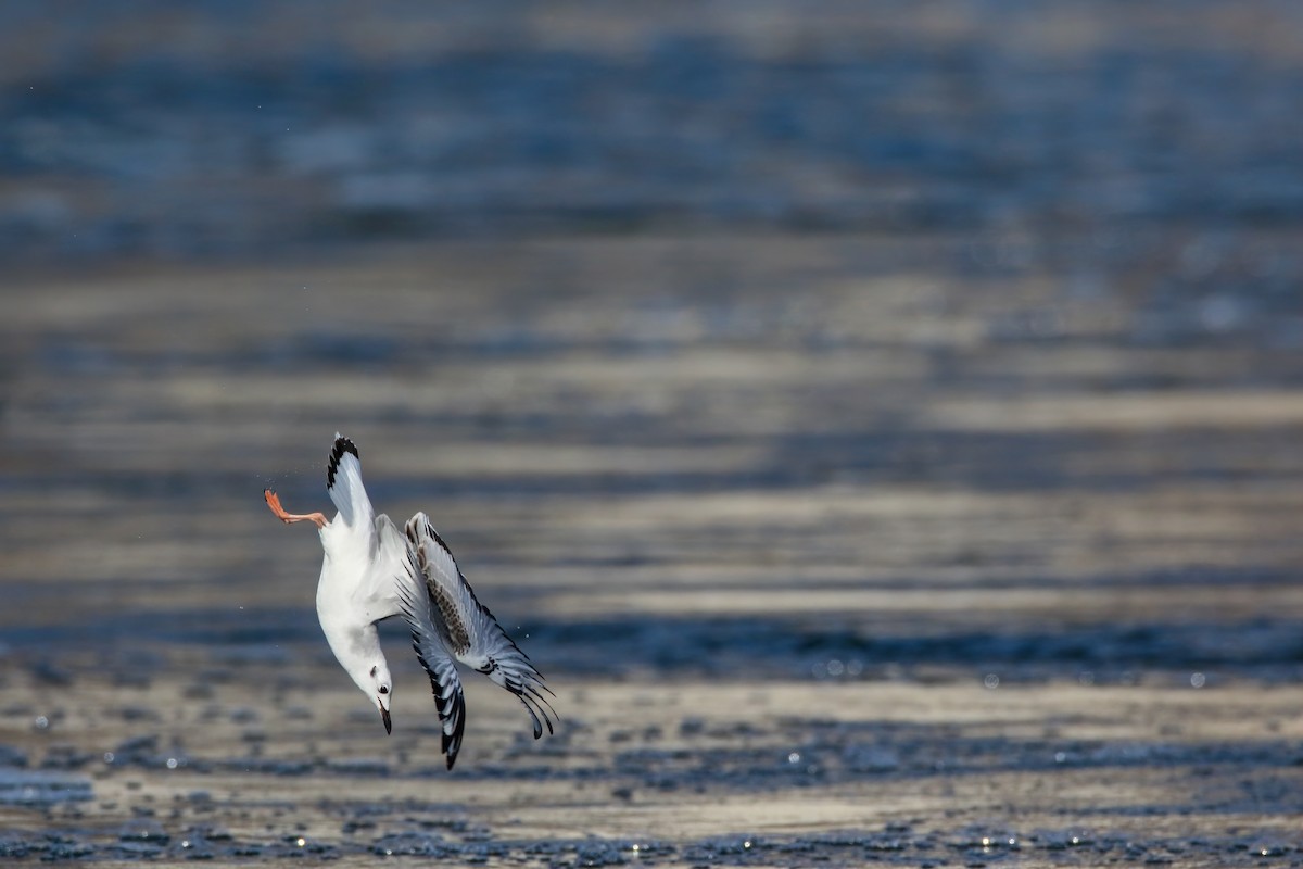 Bonaparte's Gull - ML645243312