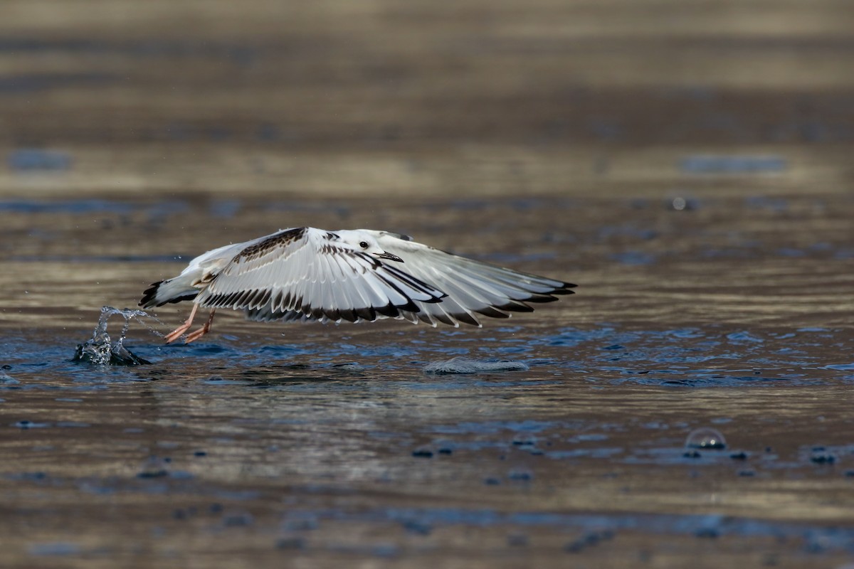 Bonaparte's Gull - ML645243313