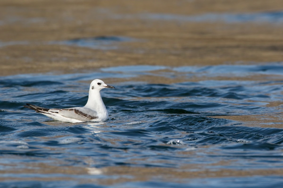 Bonaparte's Gull - ML645243314