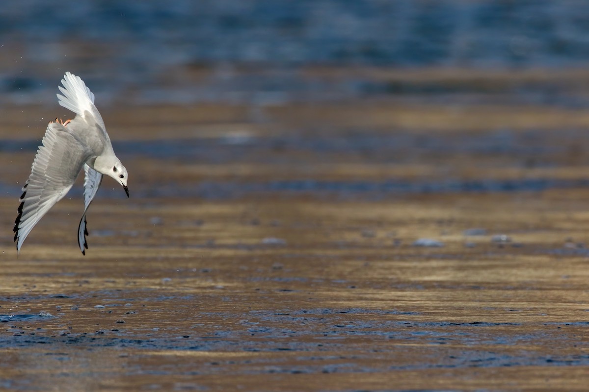 Bonaparte's Gull - ML645243315