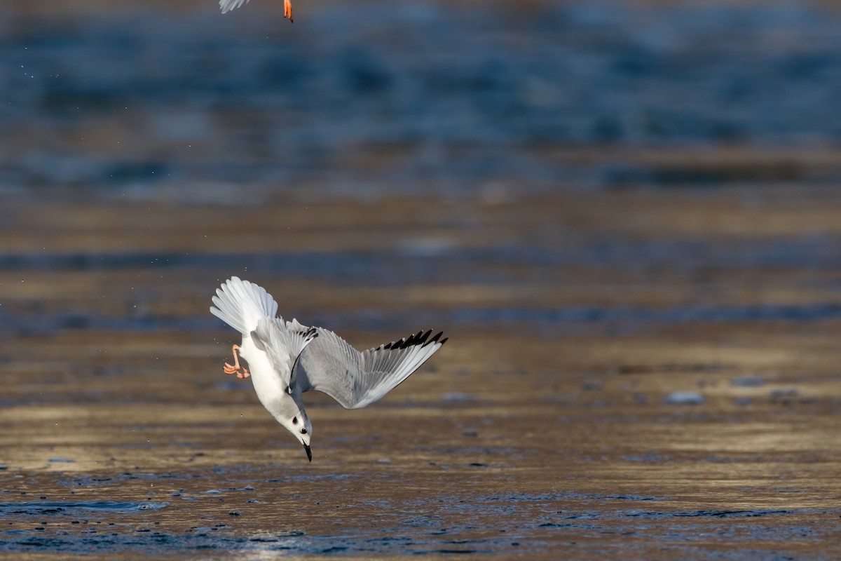 Bonaparte's Gull - ML645243316
