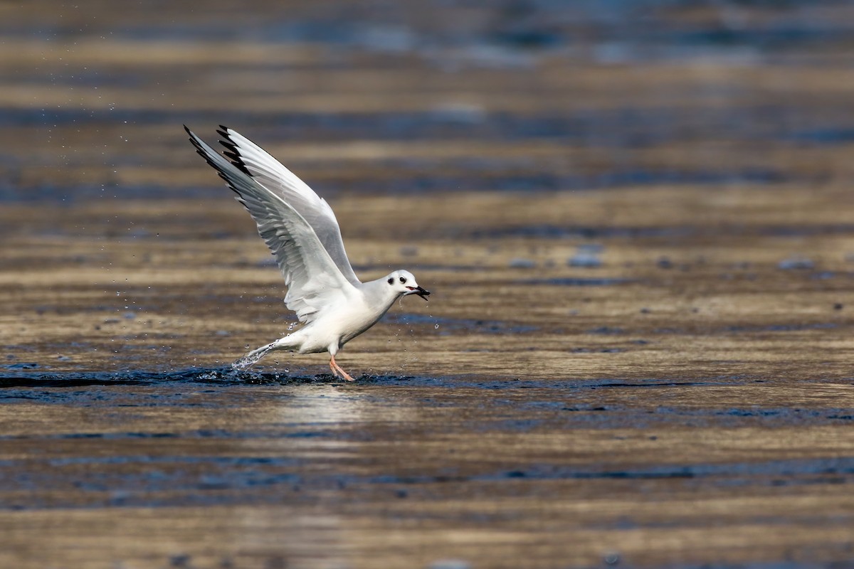 Bonaparte's Gull - ML645243317