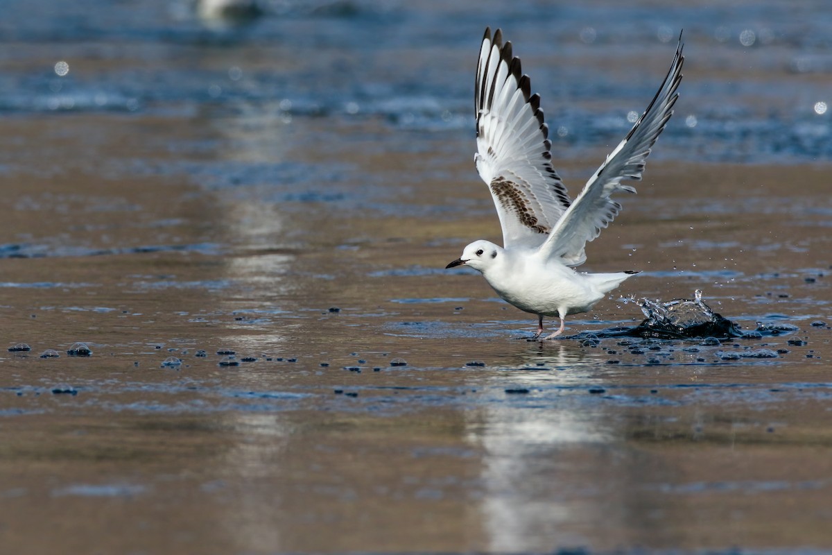 Bonaparte's Gull - ML645243318