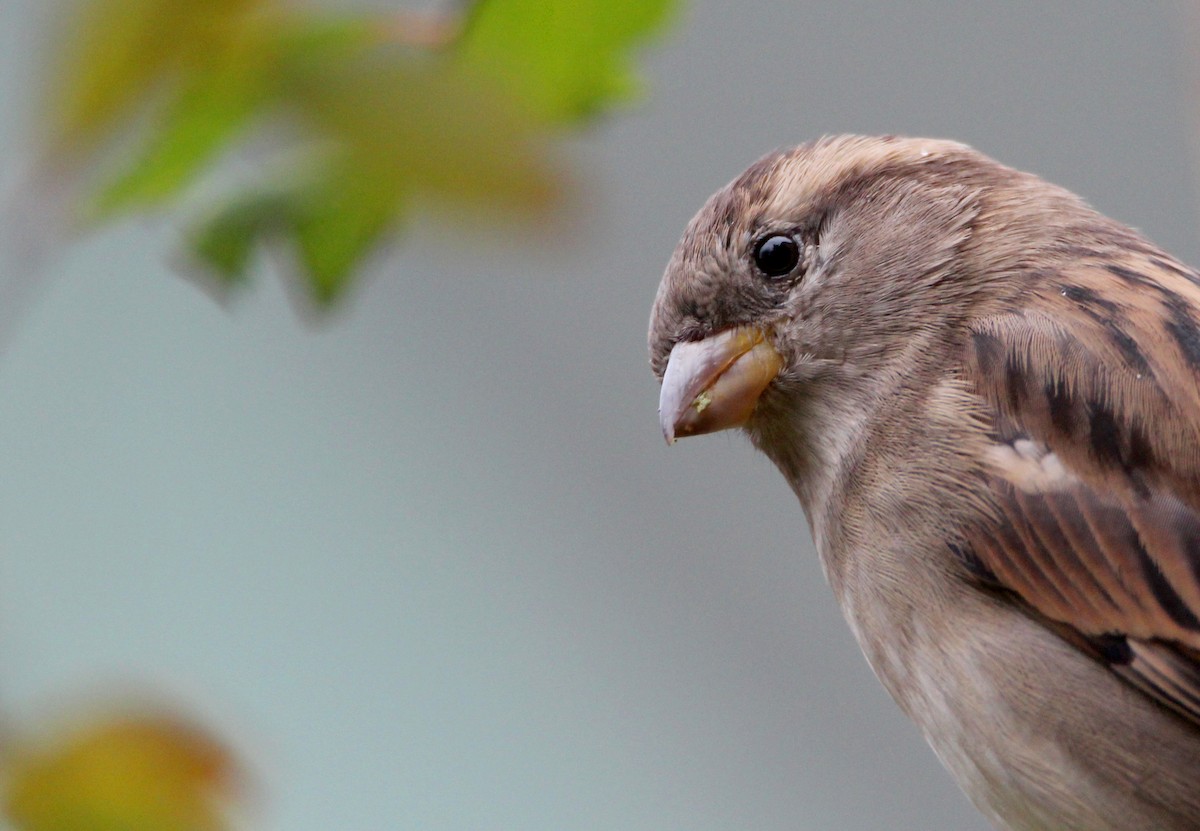 Gorrión Común - ML645243321