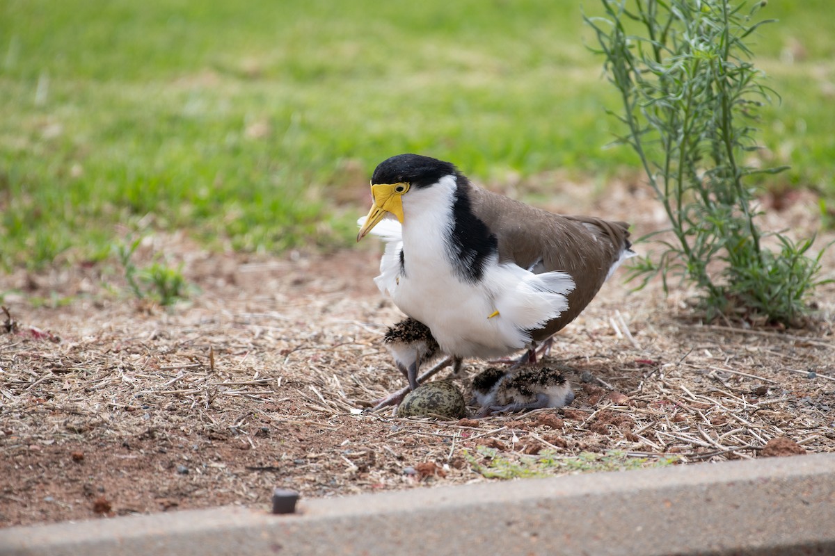 Hegabera maskaraduna - ML645243323
