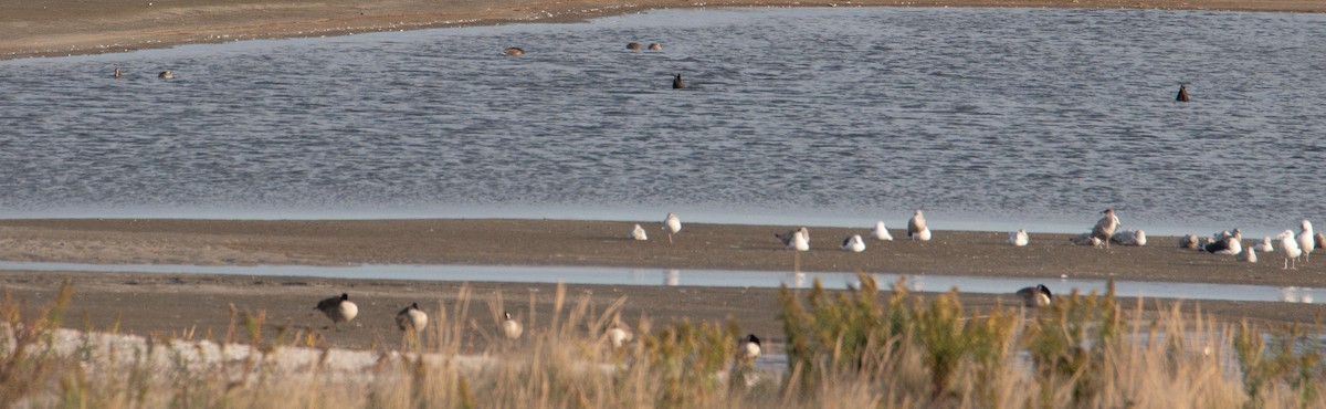 Great Black-backed Gull - ML645243330