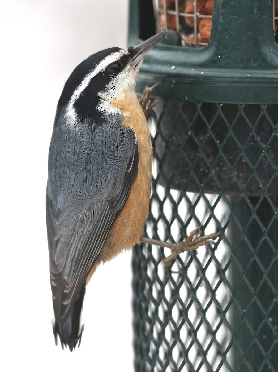 Red-breasted Nuthatch - ML645243331