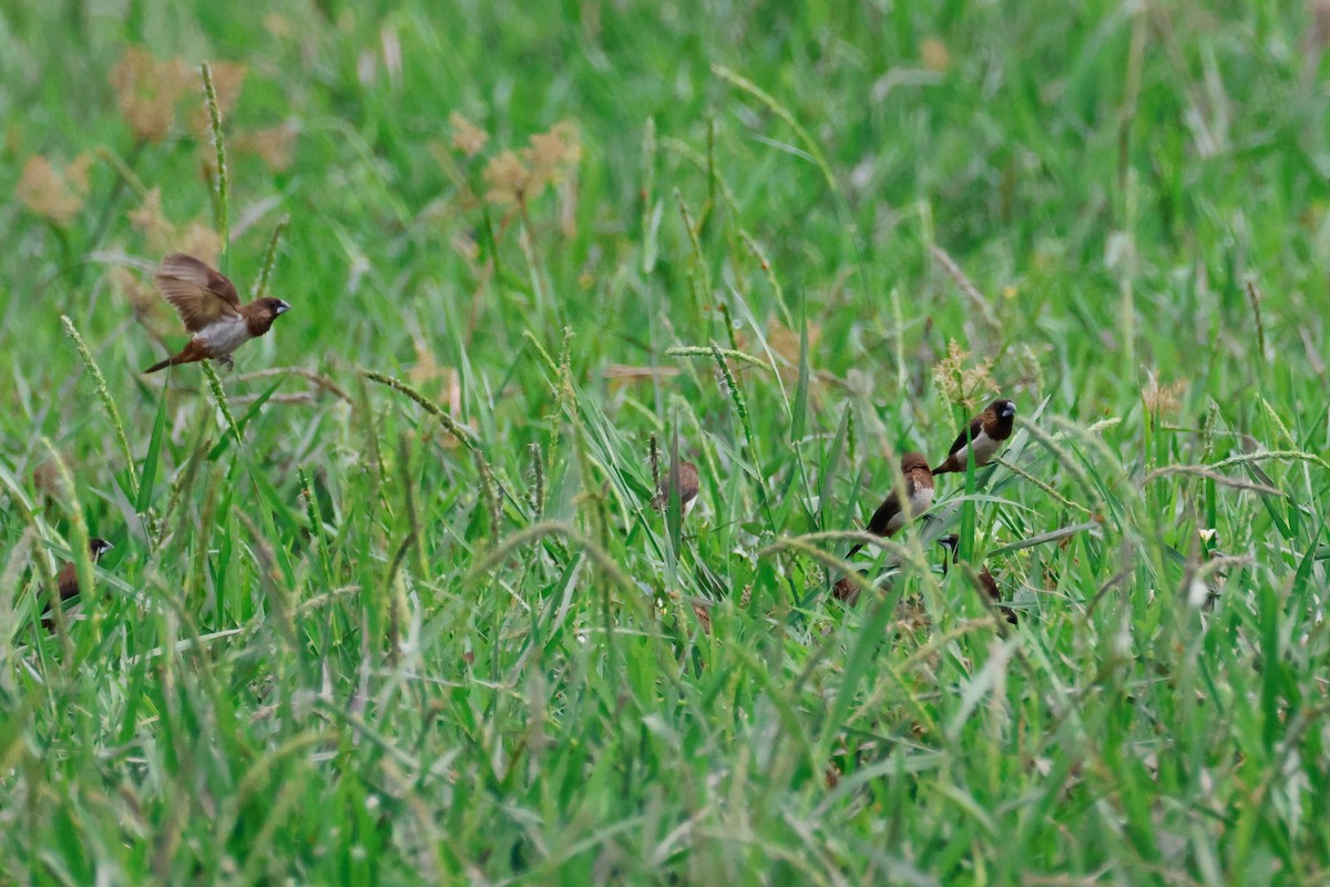 White-rumped Munia - ML645243332