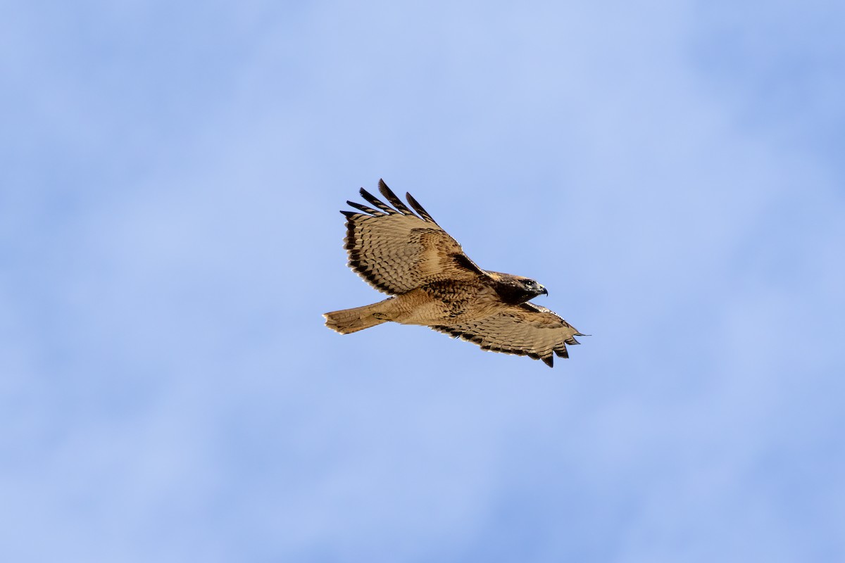 Red-tailed Hawk - ML645243335