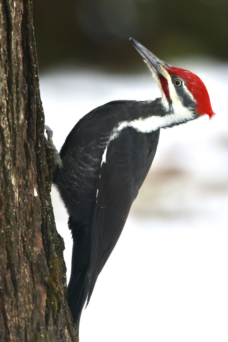 datel chocholatý - ML645243340