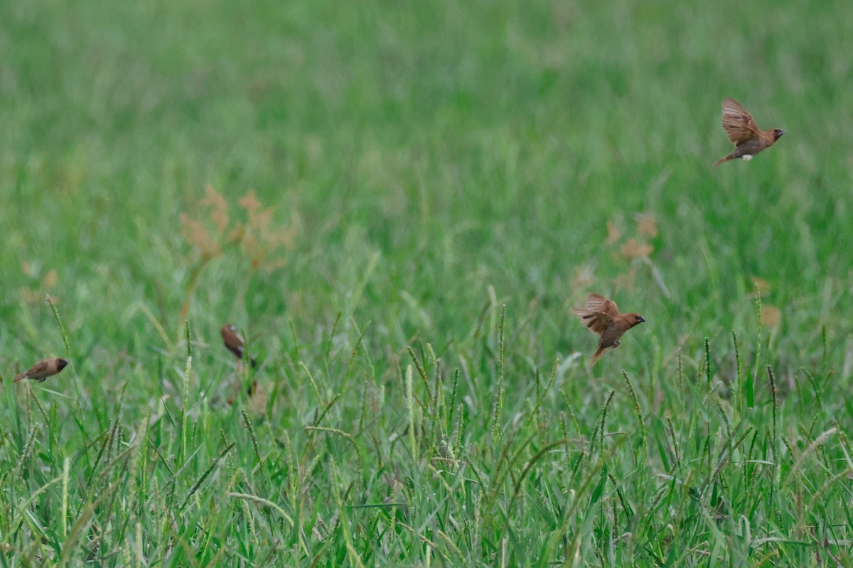 Munia pettosquamato - ML645243341