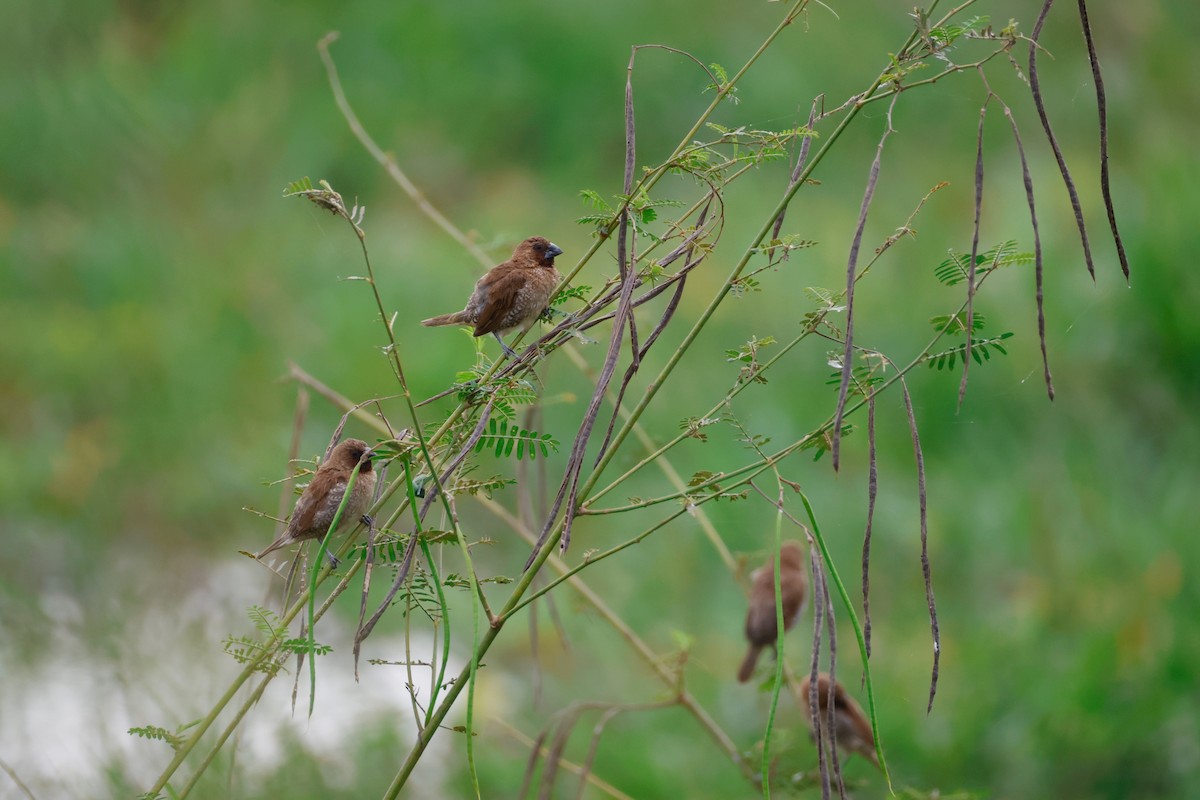 Munia pettosquamato - ML645243342