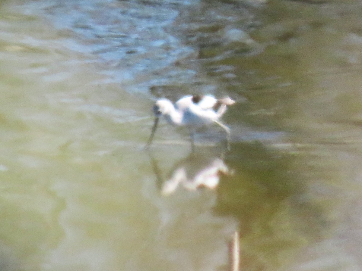 American Avocet - ML645243343