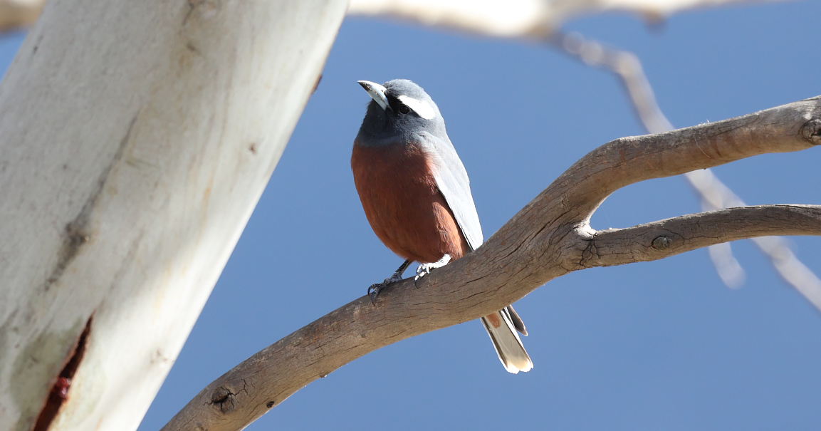 White-browed Woodswallow - ML645243345