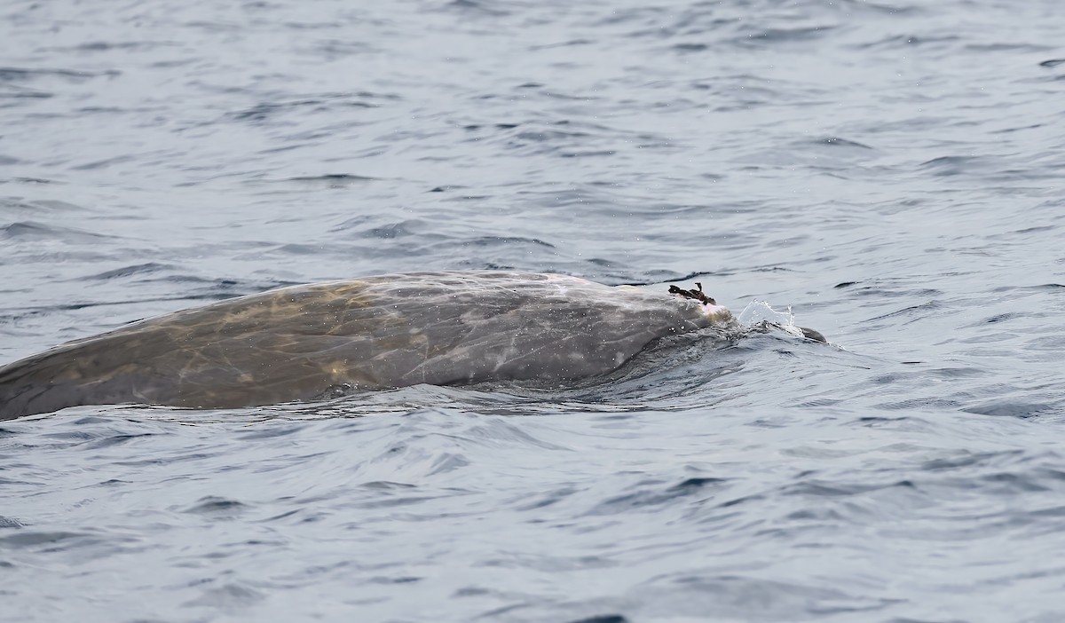 יונקים - ML645243349
