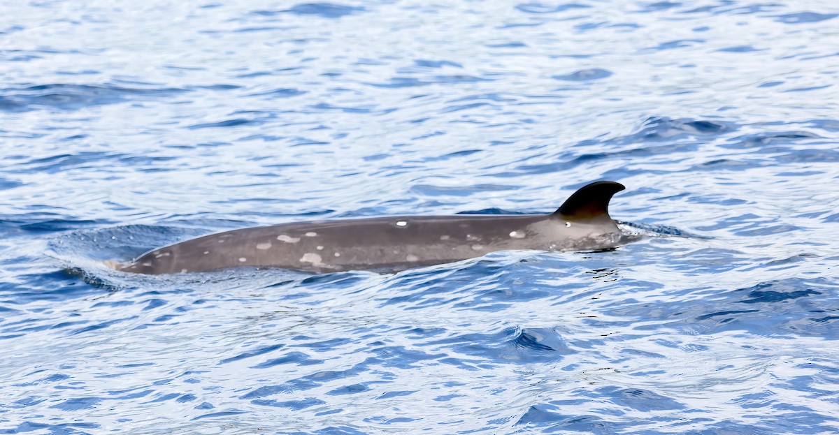 יונקים - ML645243350
