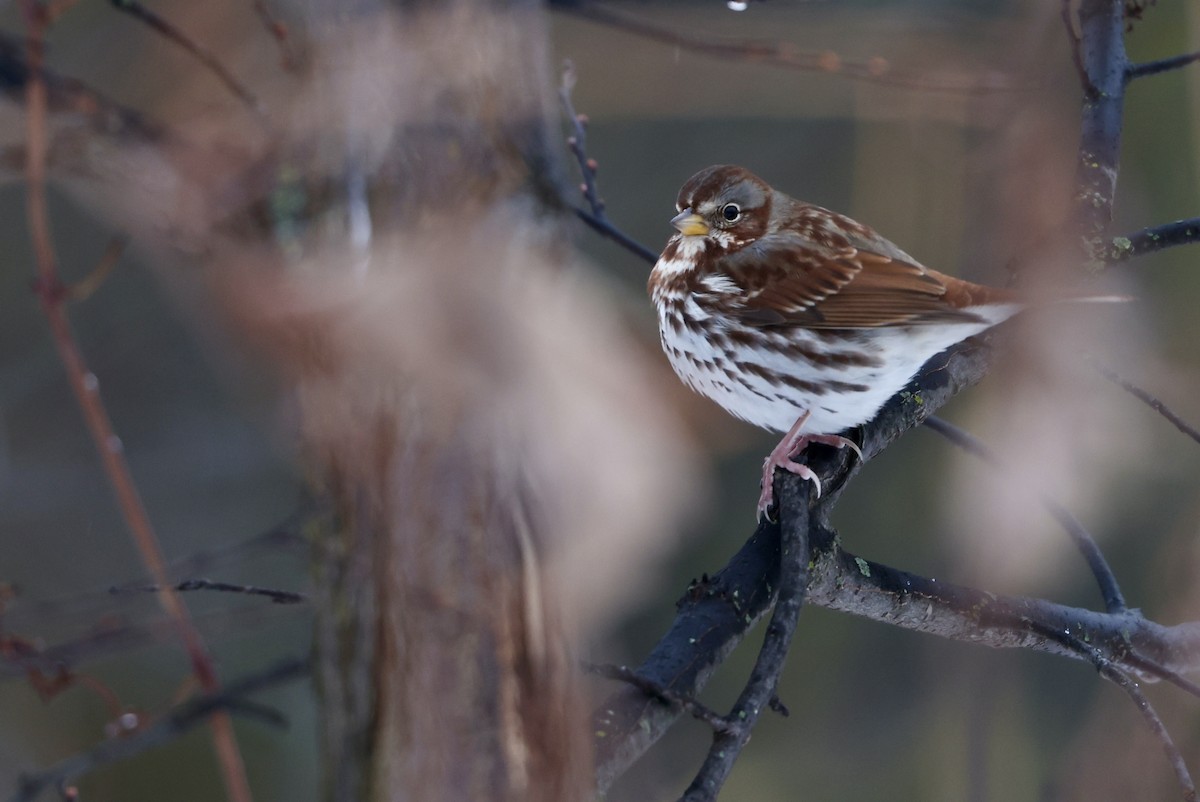 Fox Sparrow - ML645243356