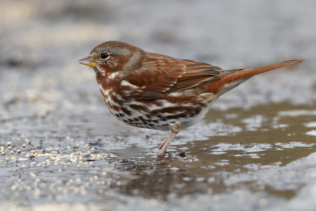 Fox Sparrow - ML645243357