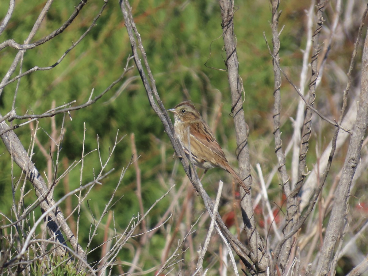 Bruant des marais - ML645243362
