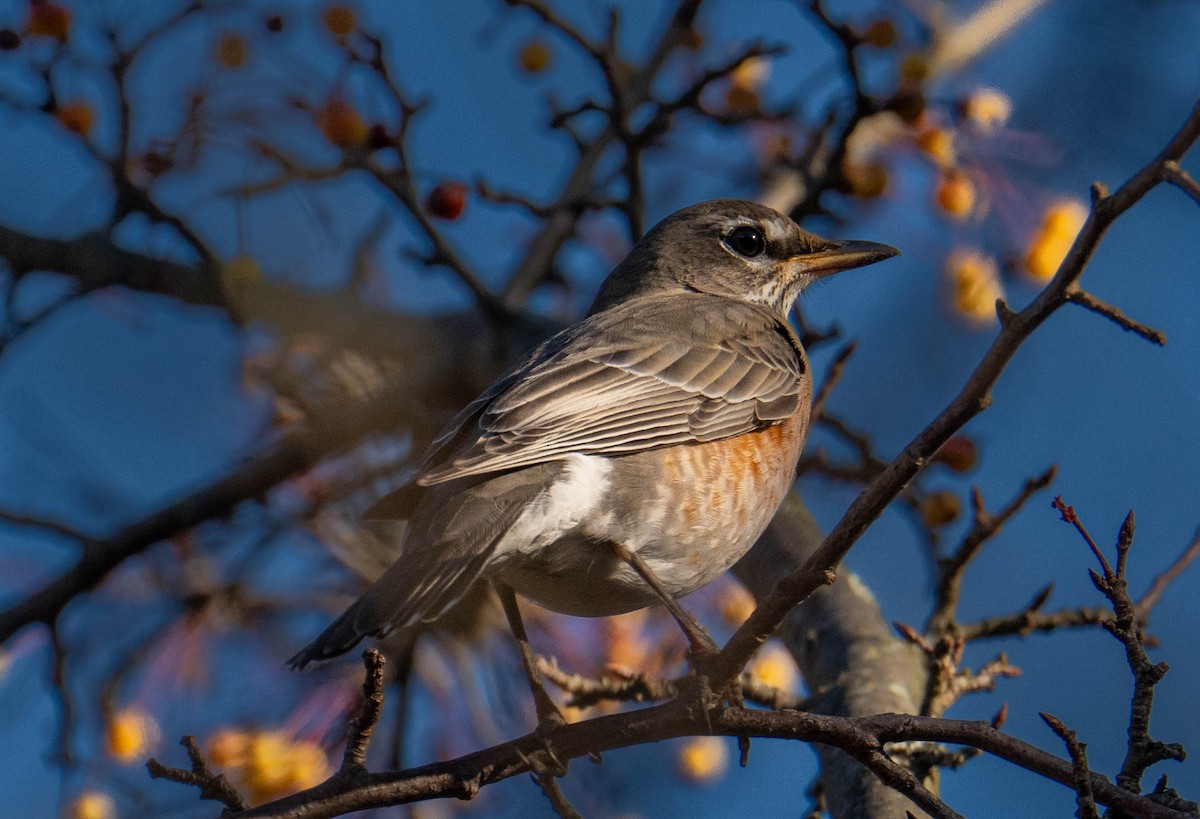 Странствующий дрозд - ML645243370