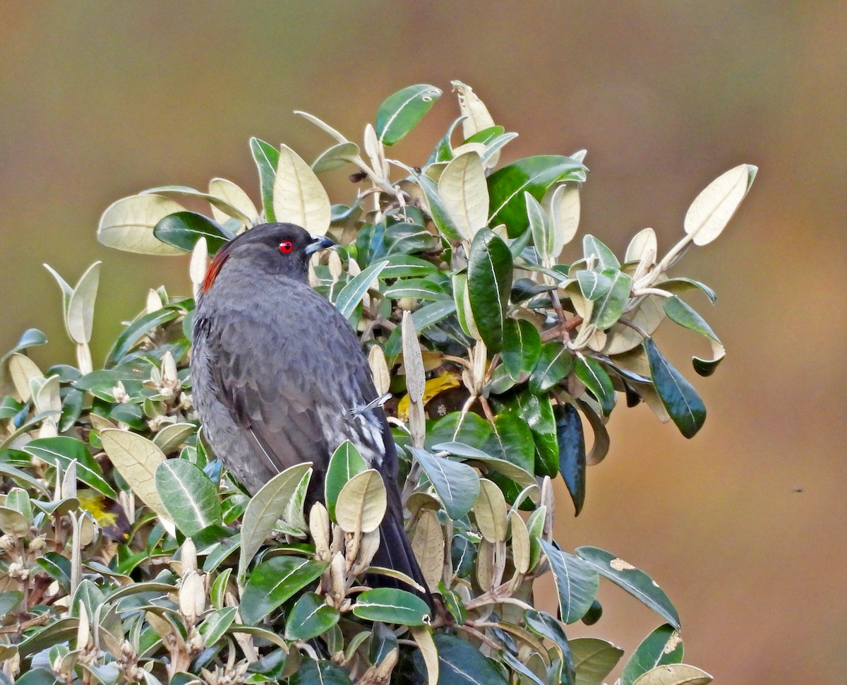 Red-crested Cotinga - ML645243371