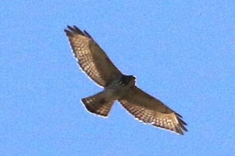 Broad-winged Hawk - ML645243372