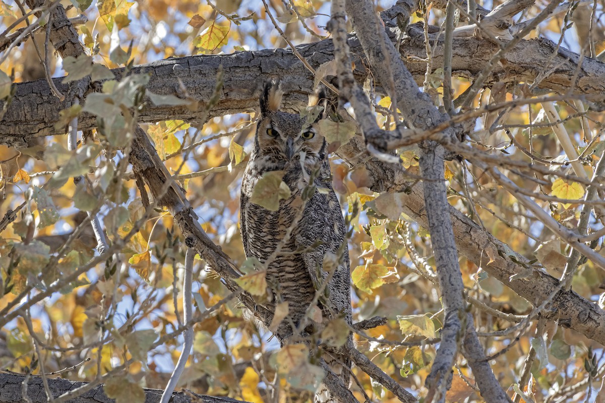 Great Horned Owl - ML645243373