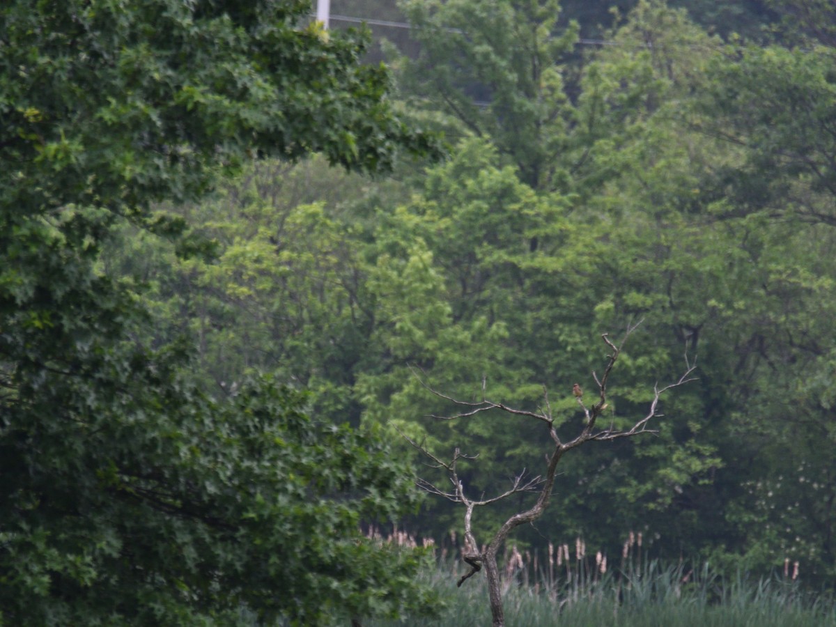 Cedar Waxwing - ML645243375