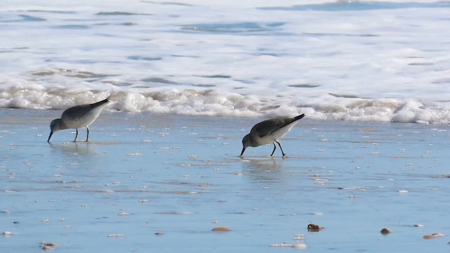 Red Knot - ML645243377