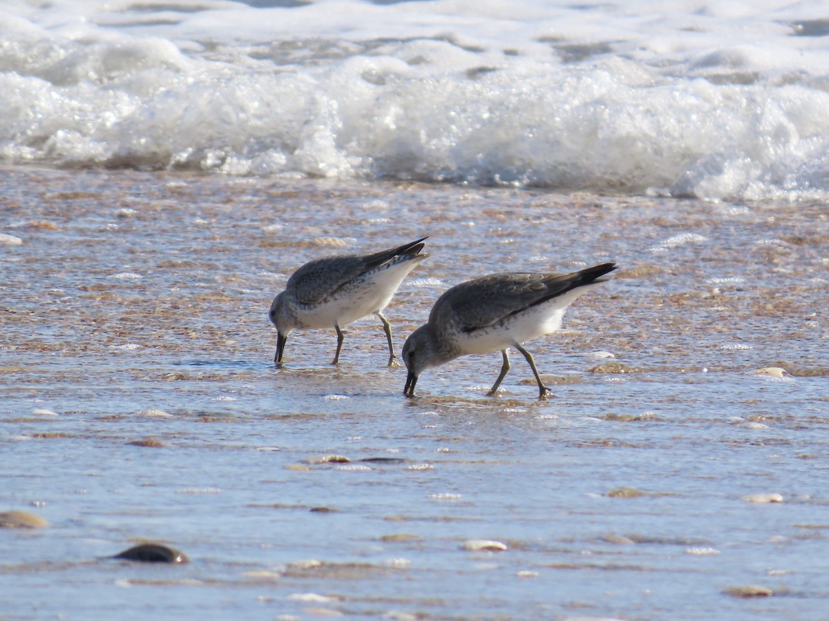 Bécasseau maubèche - ML645243381