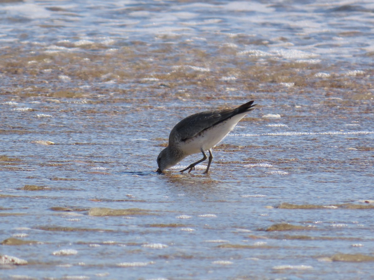 Bécasseau maubèche - ML645243382