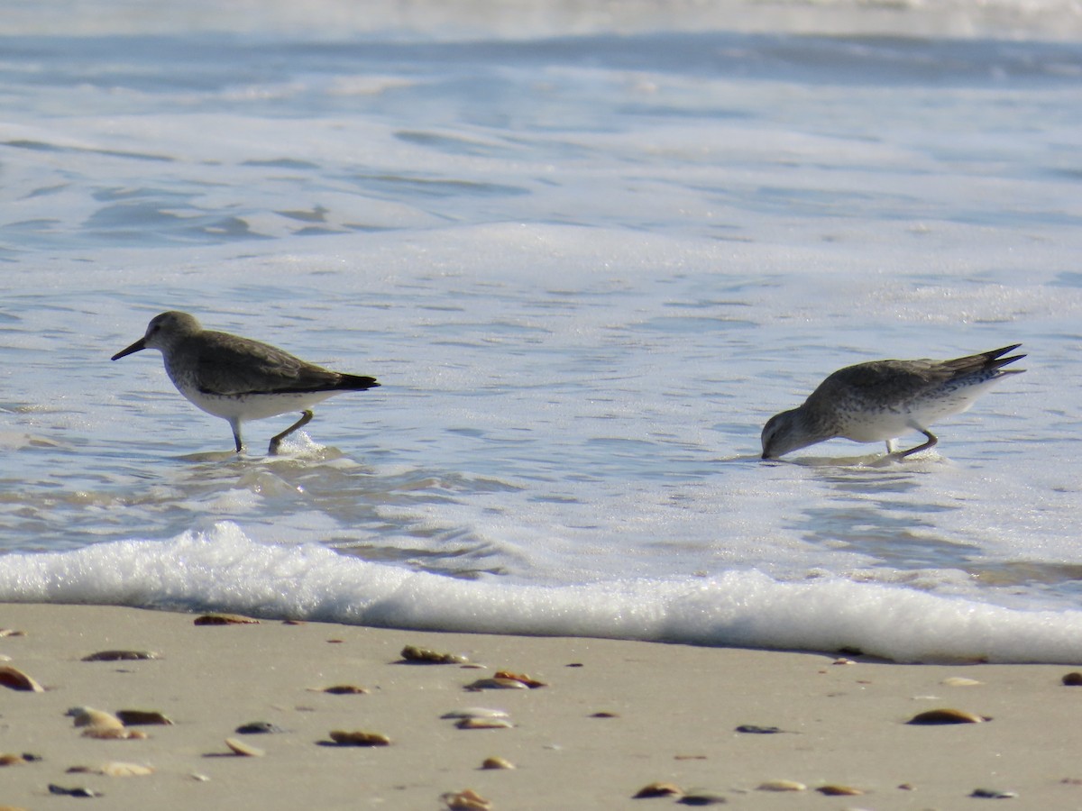 Bécasseau maubèche - ML645243385