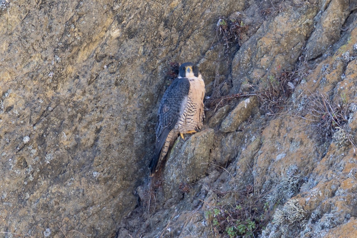 sokol stěhovavý - ML645243406