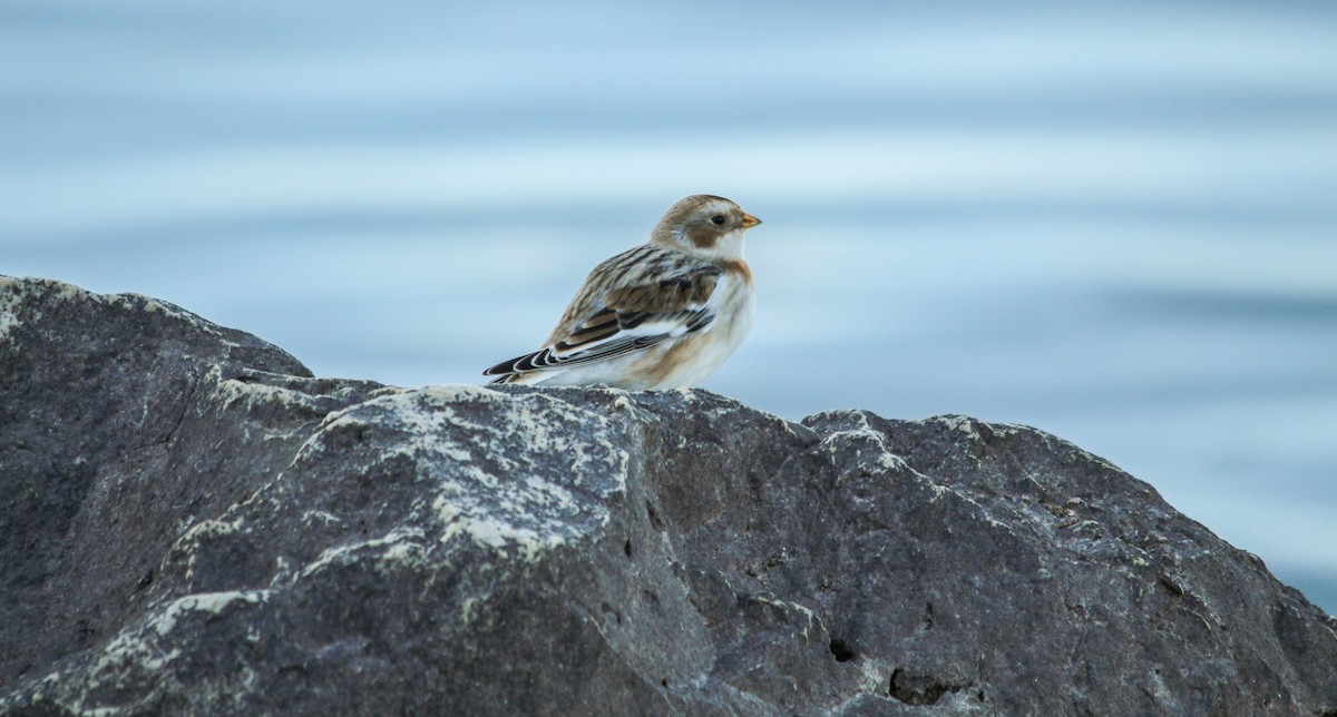 Snow Bunting - ML645243408