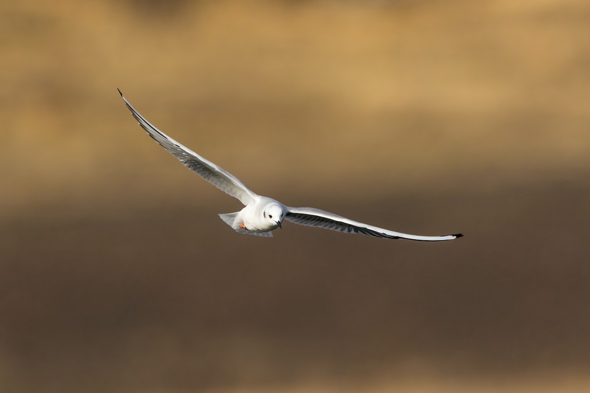 Bonaparte's Gull - ML645243410