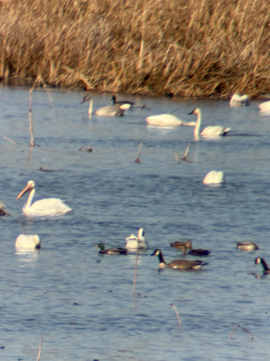 American White Pelican - ML645243413