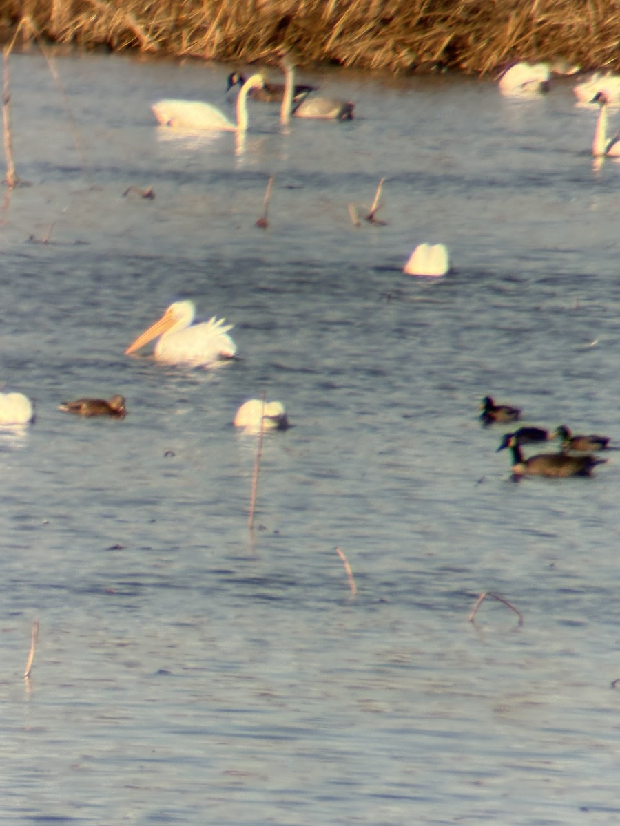 American White Pelican - ML645243414