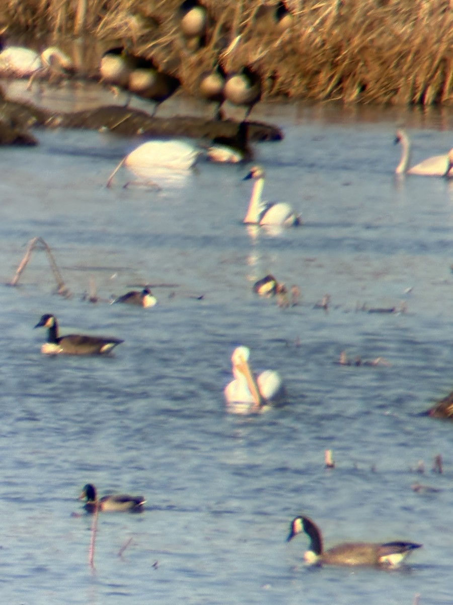 American White Pelican - ML645243415