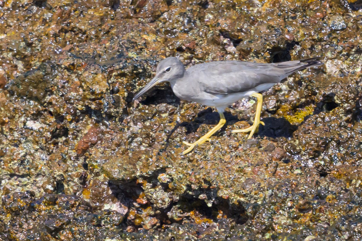 Wandering Tattler - ML645243416