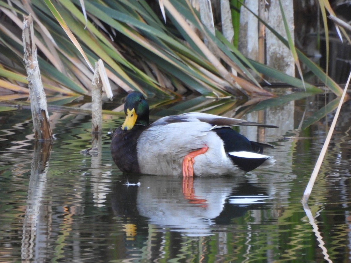 Mallard - ML645243420