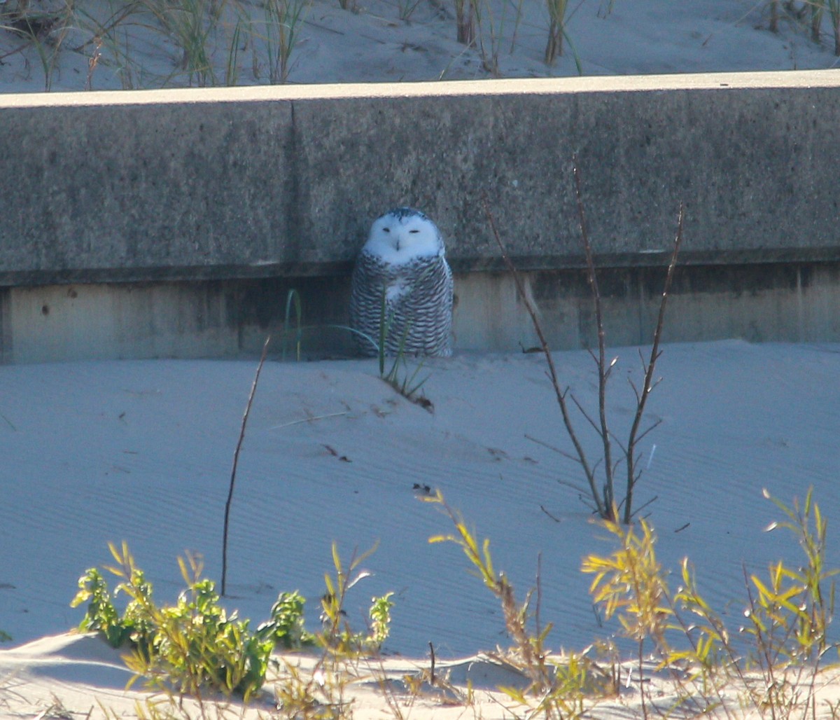 Snowy Owl - ML645243424