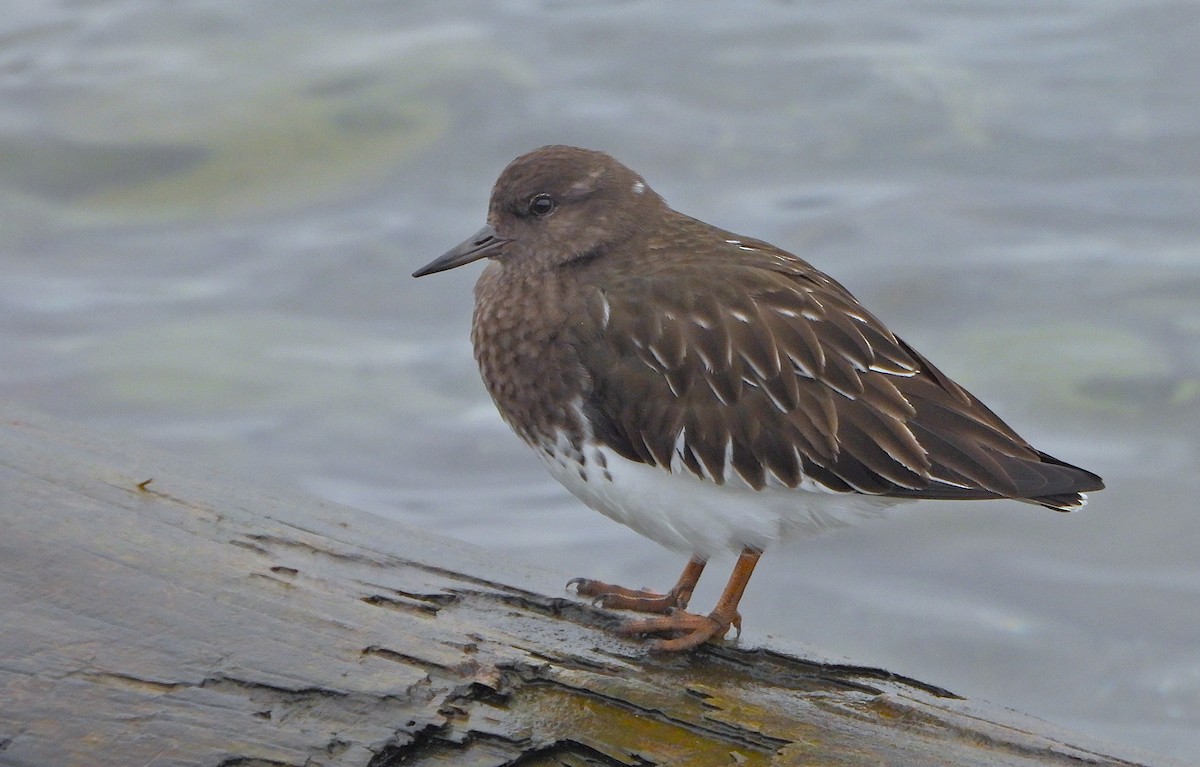 Black Turnstone - ML645243427